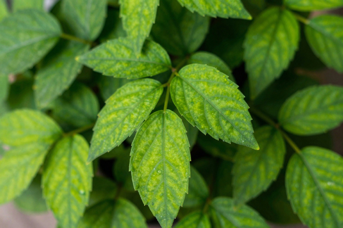 Un rimedio casalingo semplice per ravvivare le piante appassite con 3 ingredienti già in dispensa